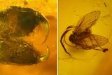 Fossil Moth Fly (Psychodidae) & Spider Jaw in Baltic Amber #166202-3